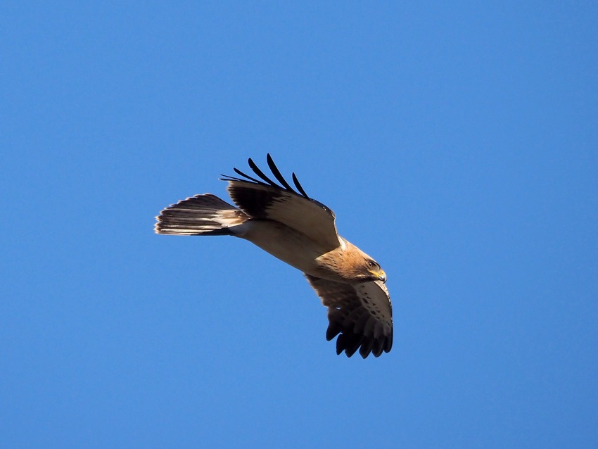 Aquila minore (Hieraaetus pennatus)